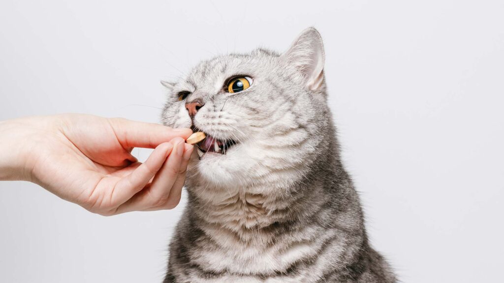 brit care cat raw treat