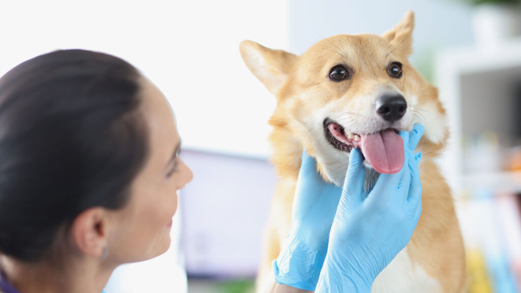 higiena jamy ustnej u psa