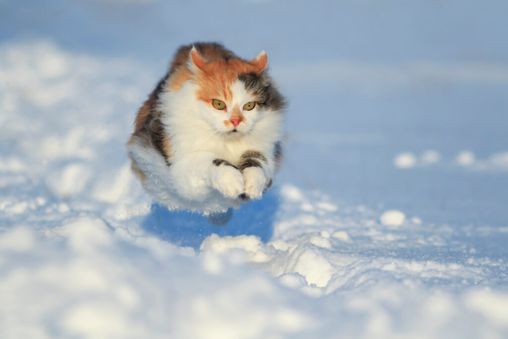 Zimowe problemy opiekunów zwierząt i lawina pytań, które najczęściej zadają 1 kot w sniegu