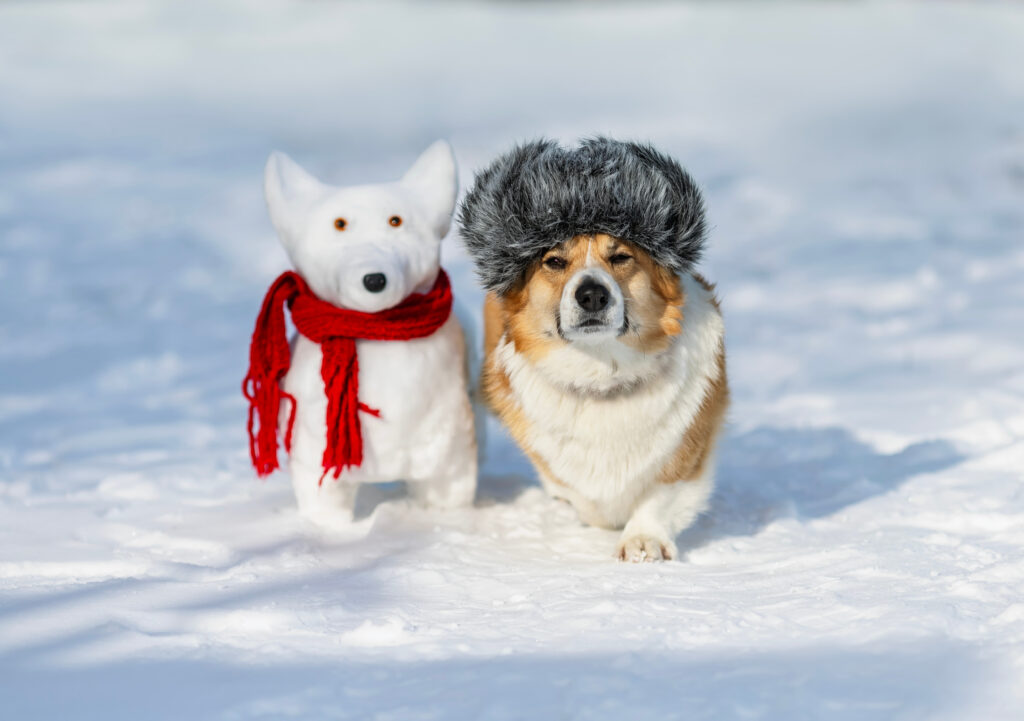 Zimowe problemy opiekunów zwierząt i lawina pytań, które najczęściej zadają 2 pies z balwanem