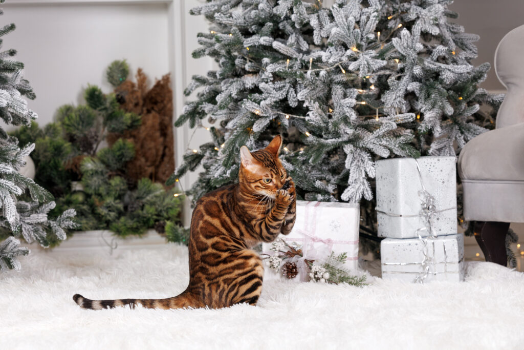 swiateczne koty