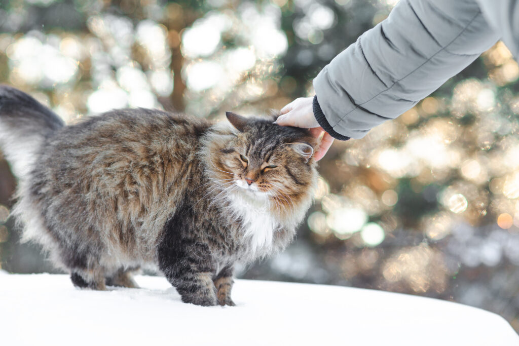 Jak wykorzystać Dzień Kota, by zwiększyć sprzedaż 1 Dzien Kota 1