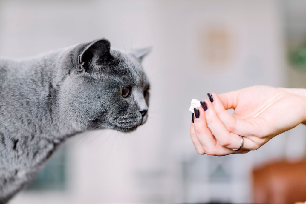 Przysmaki dla kota – dlaczego warto mieć je w ofercie 2 przysmaki dla kota 1