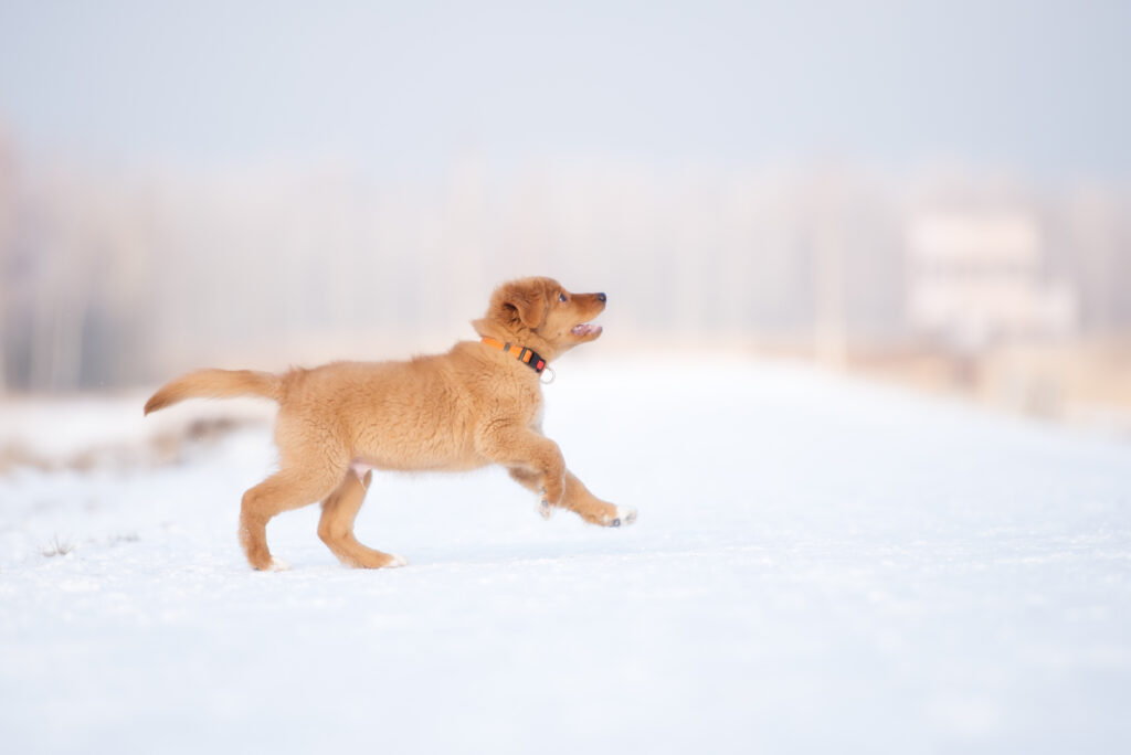 Zestaw startowy dla szczeniaka – jak właściwie doradzać, by klient zrozumiał? 1 szczeniak