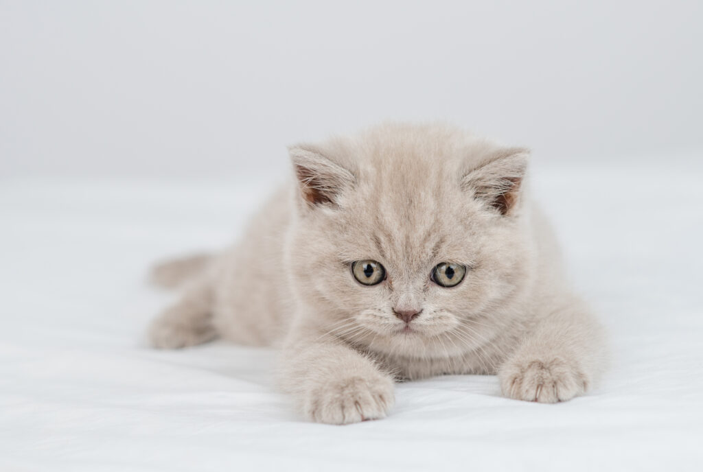 Kocię w nowym domu – stres, dieta, kuweta i rutyna 1 wyprawdka dka kota